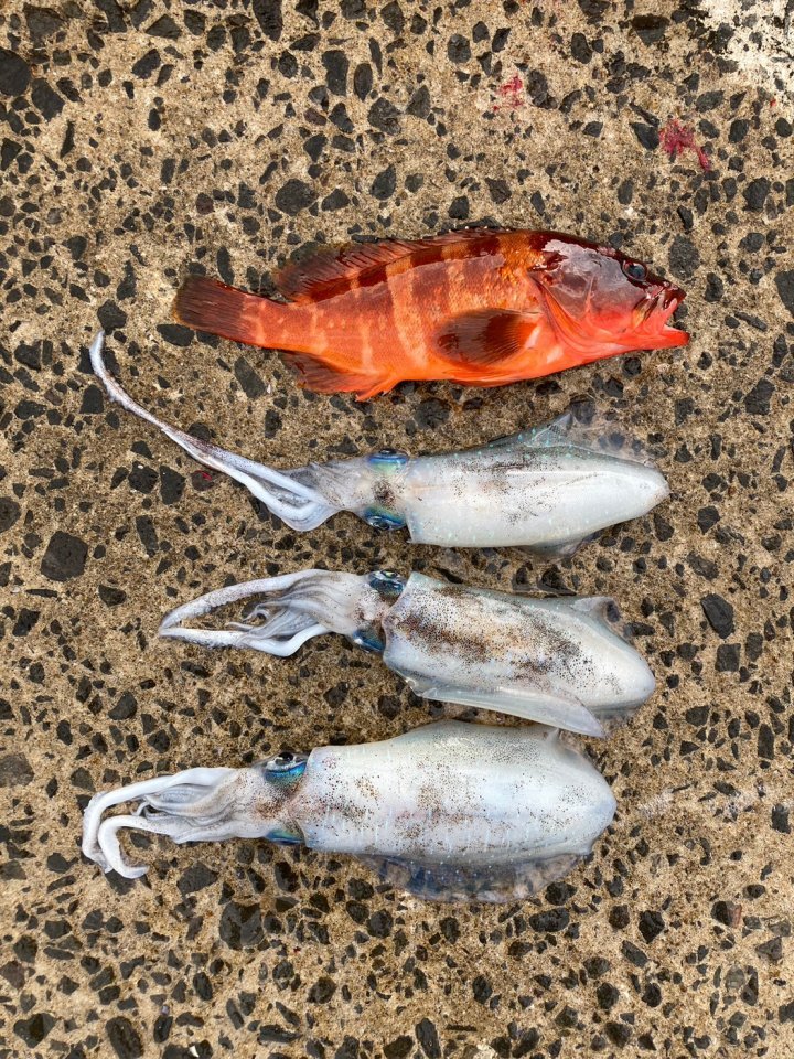 一部釣果